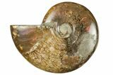 Red Flash Ammonite Fossil - Madagascar #187313-1